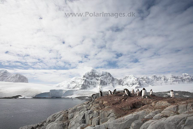 Gentoo penguins, Port Lockroy_MG_1417