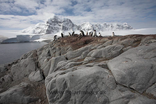 Gentoo penguins, Port Lockroy_MG_1419