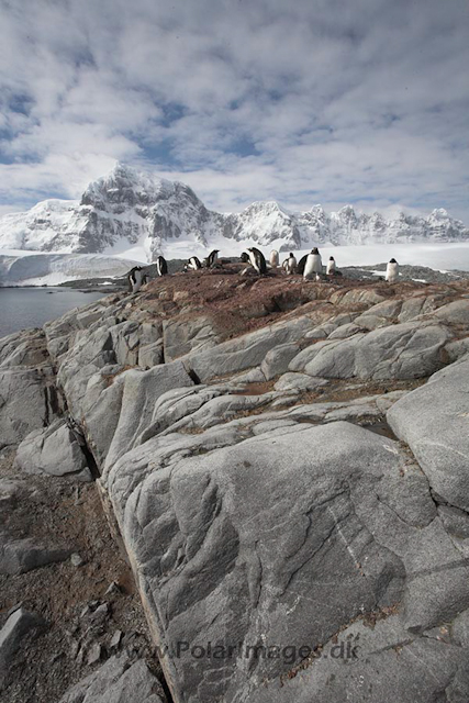 Gentoo penguins, Port Lockroy_MG_1422