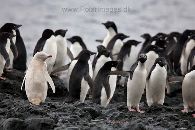 Leucistic Adelie penguin, Brown Bluff_MG_0605