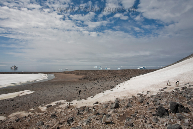 Paulet Island_MG_4929