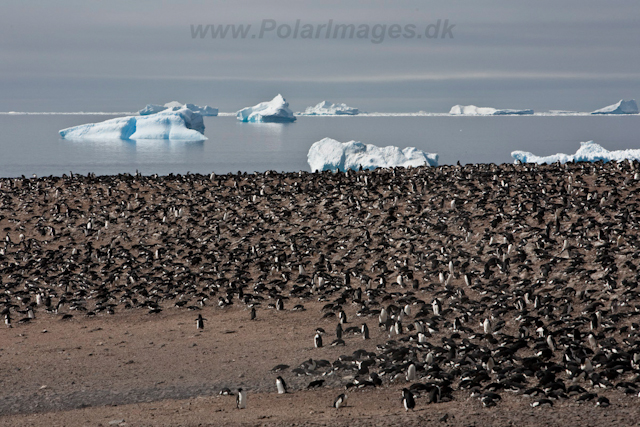 Paulet Island_MG_4933