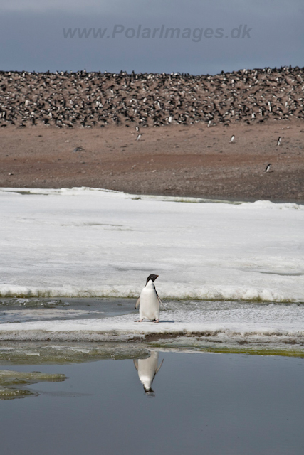 Paulet Island_MG_4940