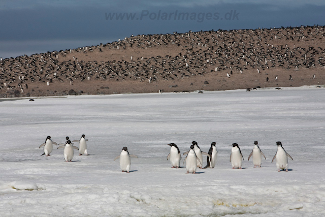 Paulet Island_MG_4945