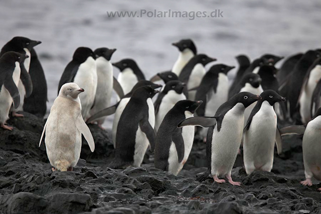 White Adelie penguin, Brown Bluff_MG_0603