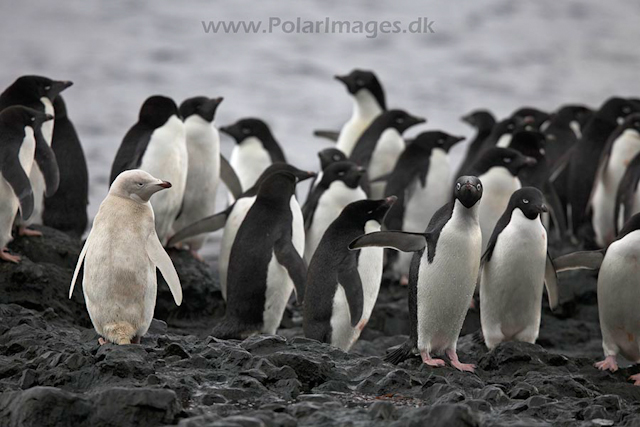 White Adelie penguin, Brown Bluff_MG_0605