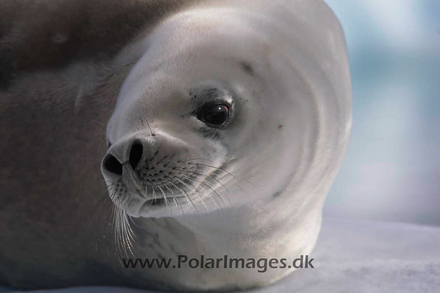 Argentine Islands Crabeaters PICT1762