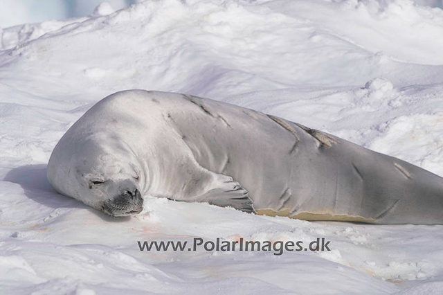 Argentine Islands Crabeaters PICT1775