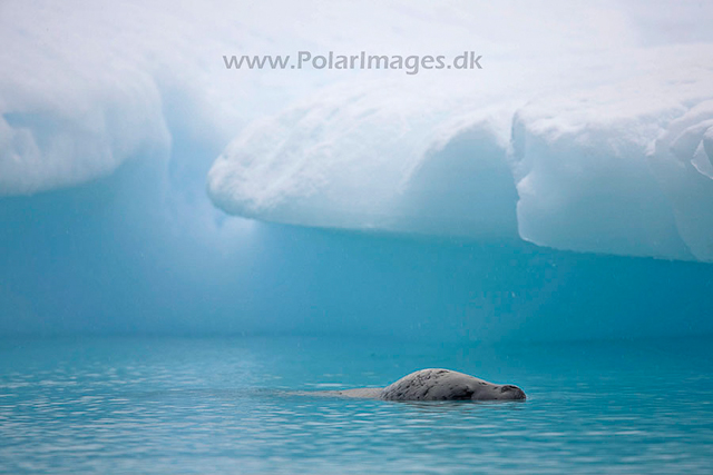 Crabeater seal_MG_1317