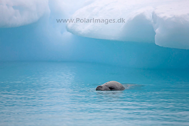 Crabeater seal_MG_1325