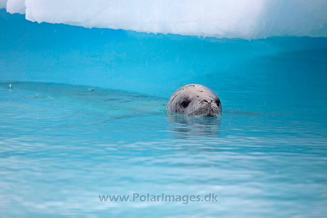 Crabeater seal_MG_1348