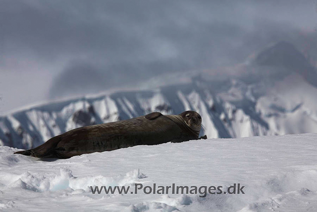 Foyn Harbour Weddell seal_MG_2845