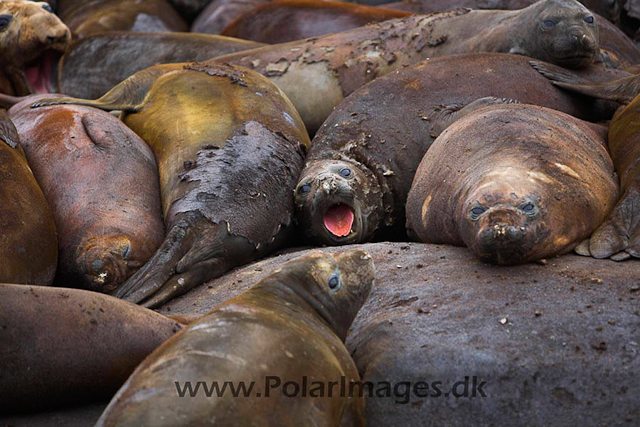 Hannah Point Elephant seals_MG_9921