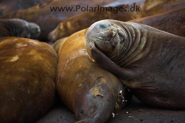 Hannah Point Elephant seals_MG_9927