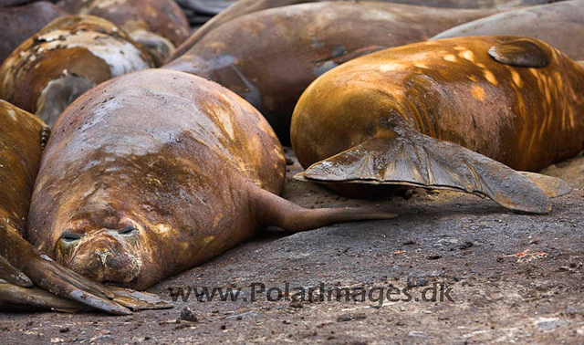 Hannah Point Elephant seals_MG_9948