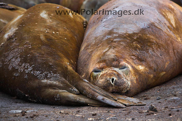 Hannah Point Elephant seals_MG_9949