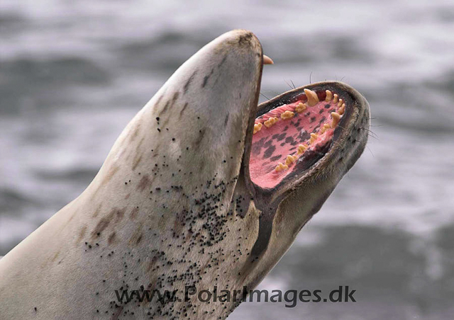 Leopard Seal, Deception Island PICT0602