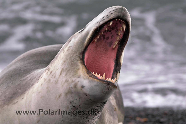 Leopard Seal, Deception Island PICT0605