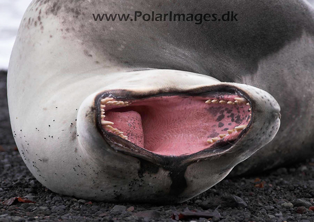 Leopard Seal, Deception Island PICT0611