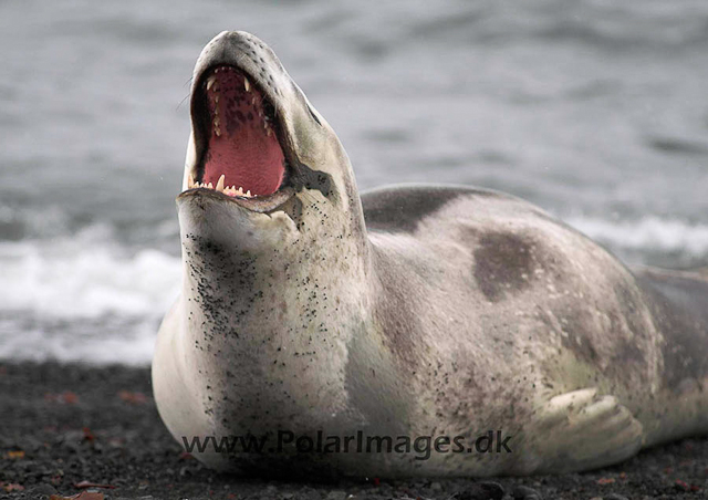 Leopard Seal, Deception Island PICT0624