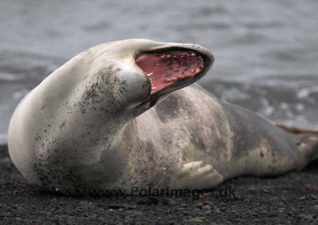 Leopard Seal, Deception Island PICT0626