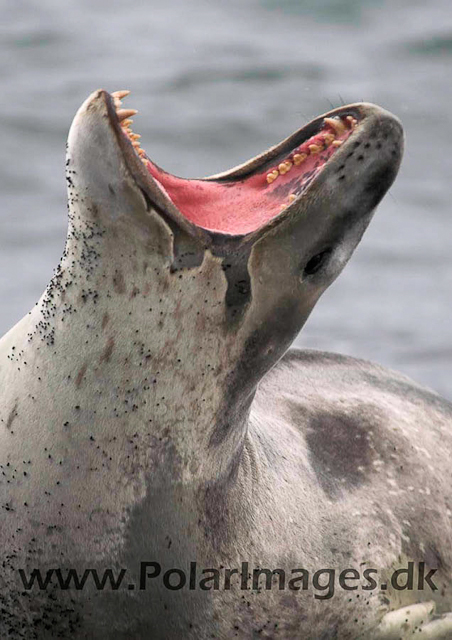 Leopard Seal, Deception Island PICT0627