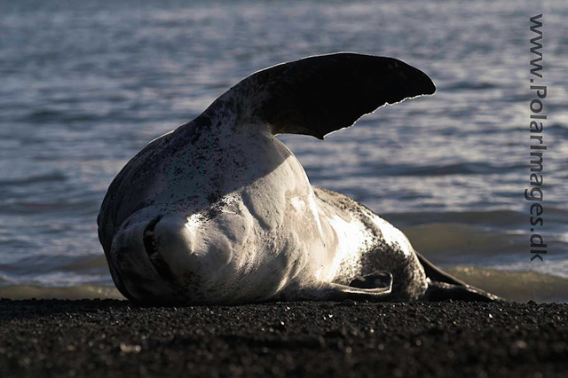 Leopard Seal, Deception Island PICT1471