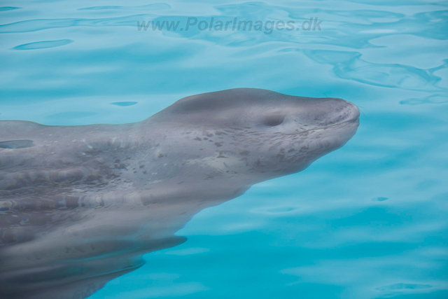 Leopard Seal_MG_0026