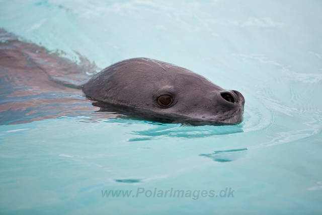 Leopard Seal_MG_9532