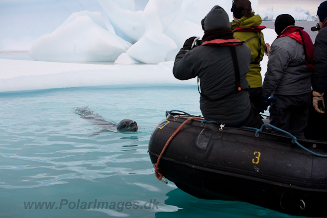 Leopard Seal_MG_9544