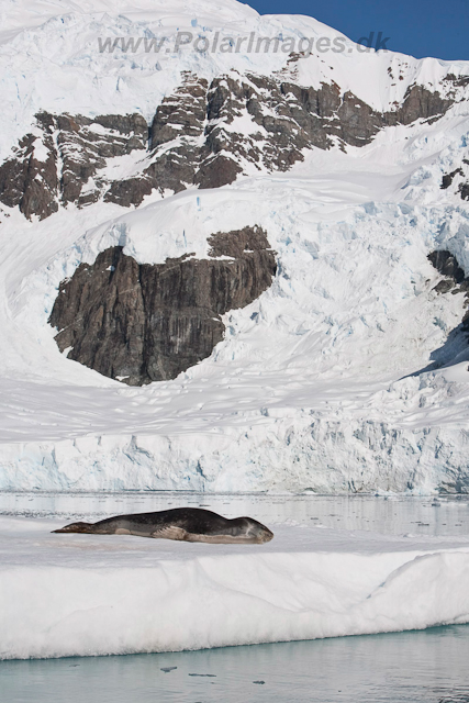 Leopard Seal, Paradise Bay_MG_8909