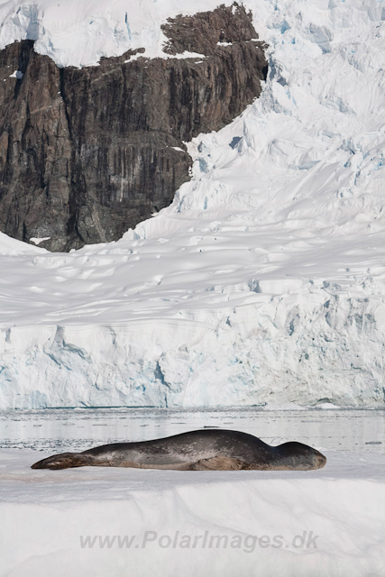 Leopard Seal, Paradise Bay_MG_8911