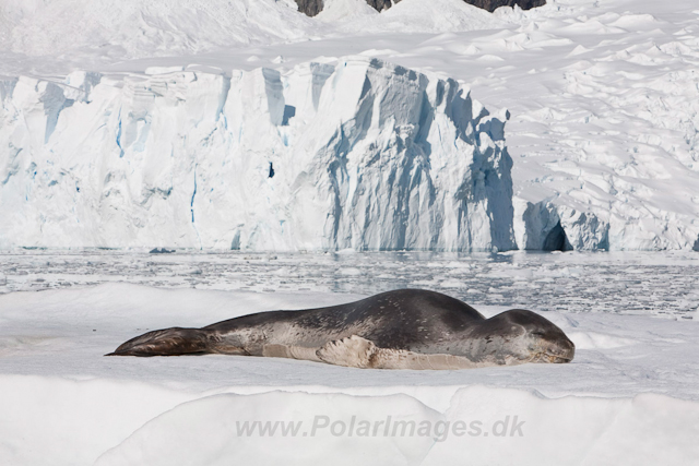 Leopard Seal, Paradise Bay_MG_8916