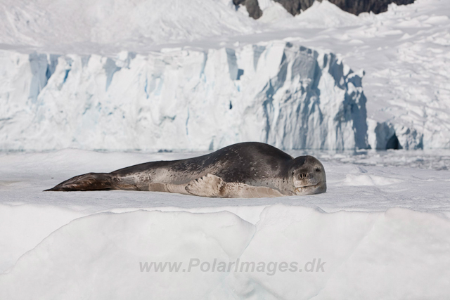 Leopard Seal, Paradise Bay_MG_8917