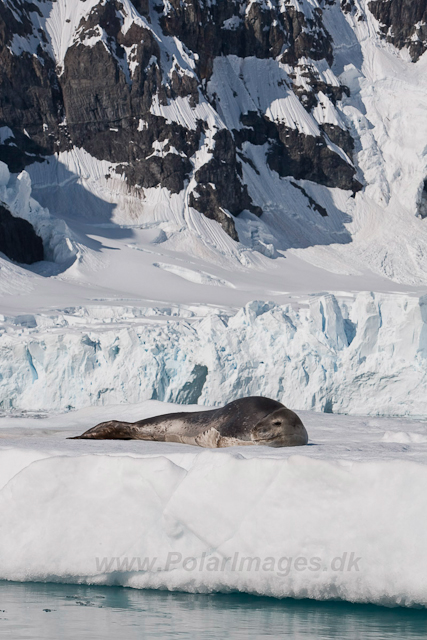 Leopard Seal, Paradise Bay_MG_8925