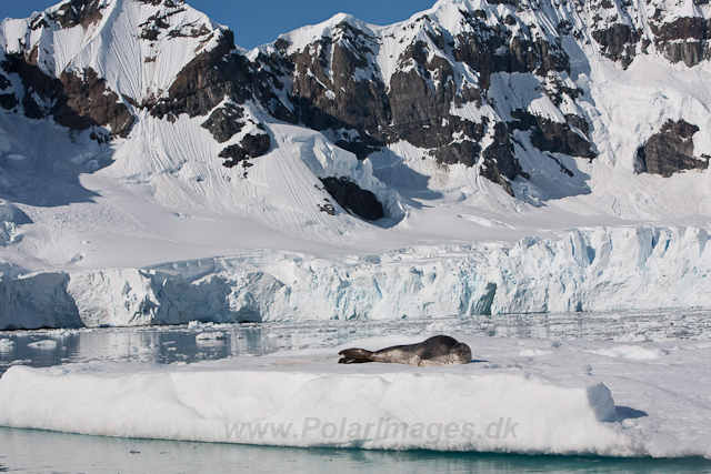 Leopard Seal, Paradise Bay_MG_8926