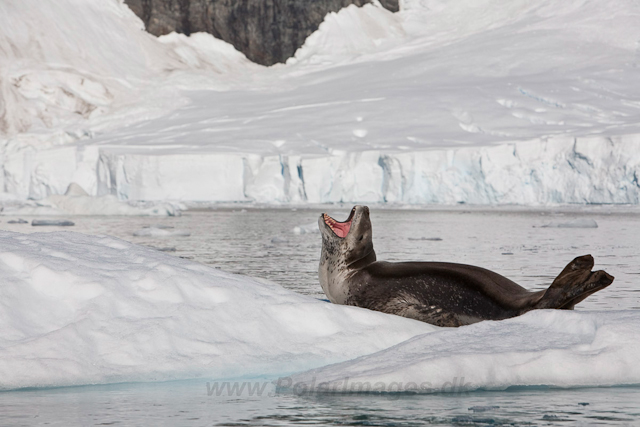 Leopard Seal, Paradise Bay_MG_8942