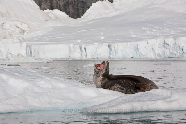 Leopard Seal, Paradise Bay_MG_8948