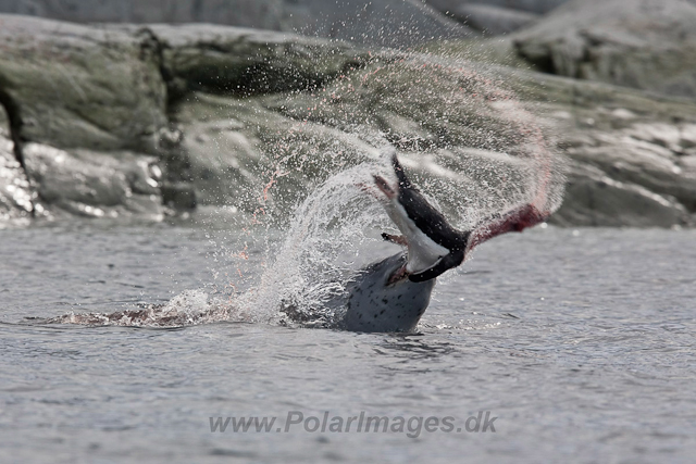 Leopard Seal kill_MG_9887