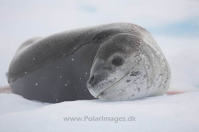 Leopard seal_MG_1151