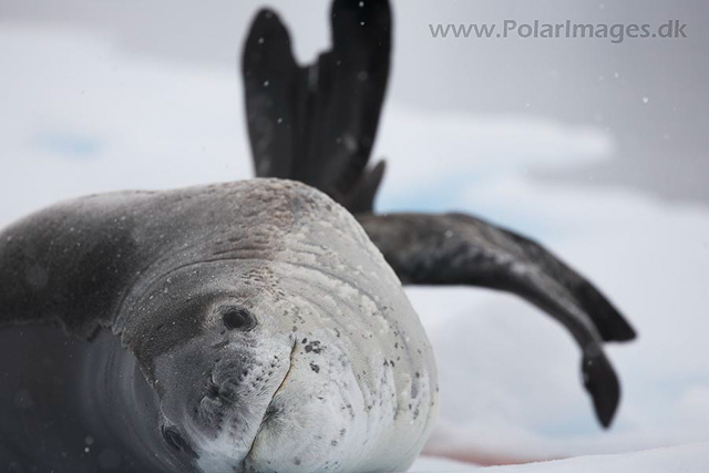 Leopard seal_MG_1157