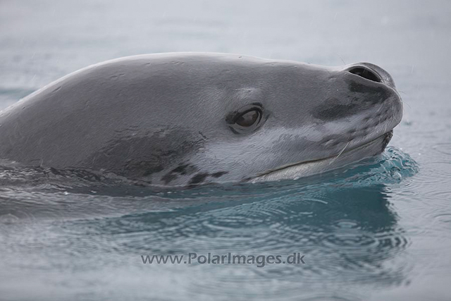 Leopard seal_MG_1212