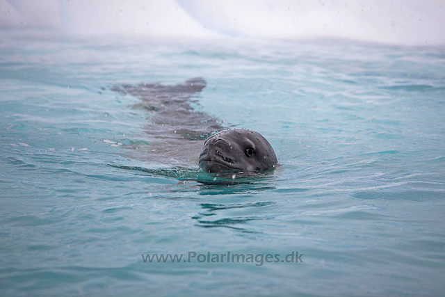 Leopard seal_MG_1254