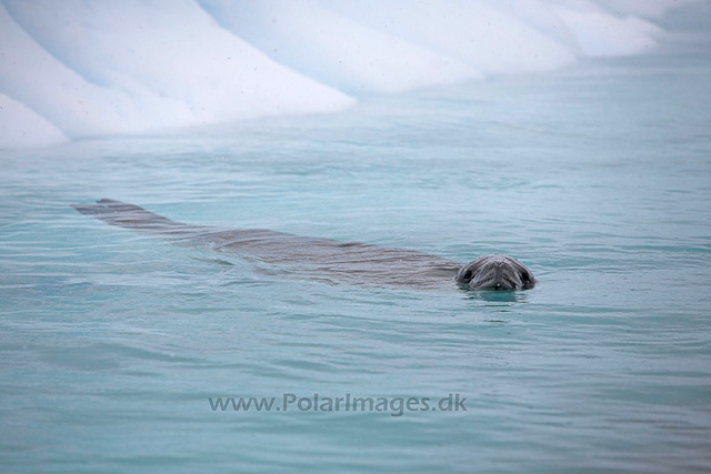 Leopard seal_MG_1290