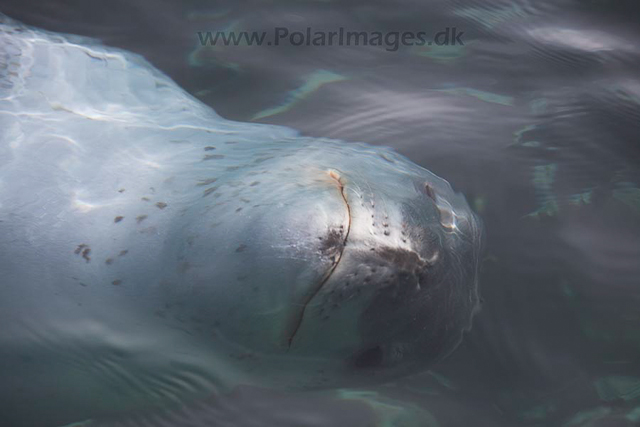 Leopard seal_MG_8766