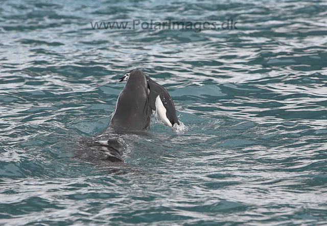 Leopard seal_MG_9981