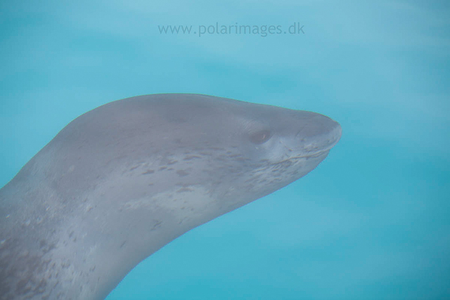 Leopard seal, Pleneau Island_MG_0028