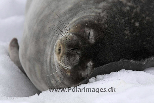 Neko Weddell seal_MG_3660