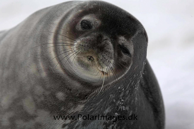 Neko Weddell seal_MG_3675