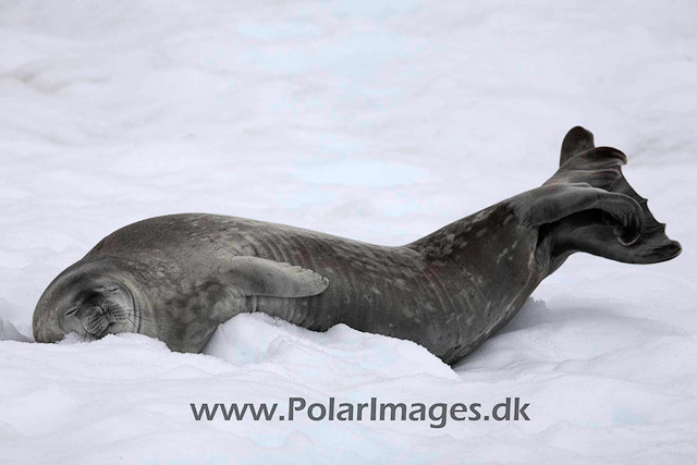 Neko Weddell seal_MG_5918